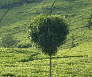 562341_10152756421305331_1459958399_n