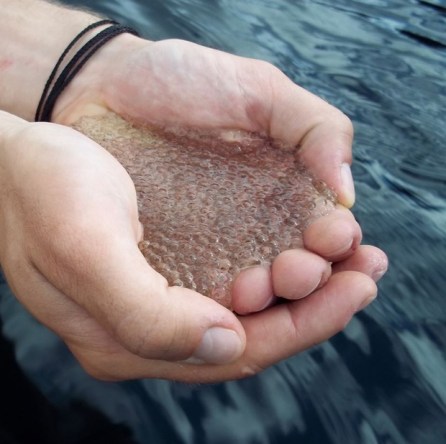 Yum! A researcher holds slimy plankton taken from a lake in Ontario. (Ron Ingram/MECC)
